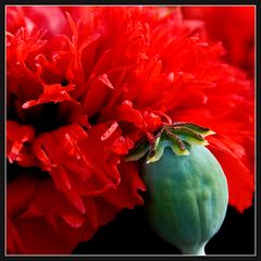 Papaver somniferum 2