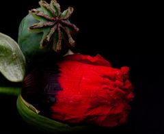 Papaver somniferum