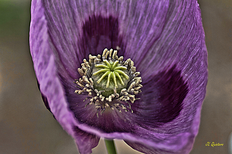 Papaver somniferum