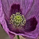 Papaver somniferum