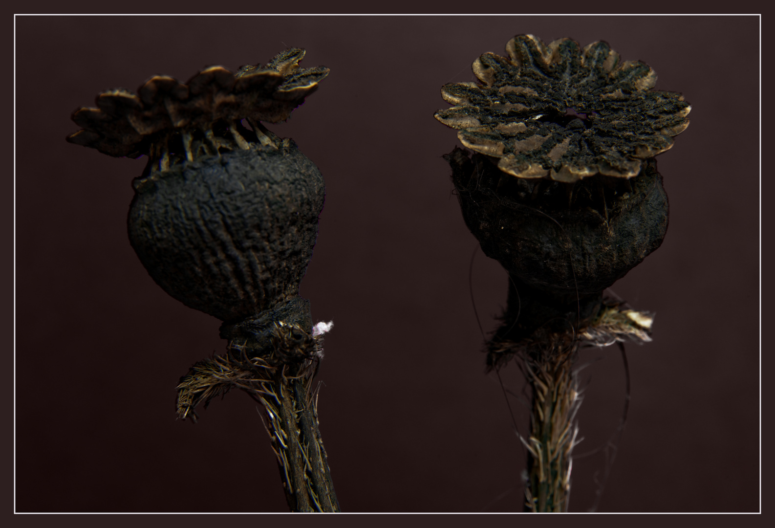 Papaver somniferum