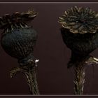 Papaver somniferum