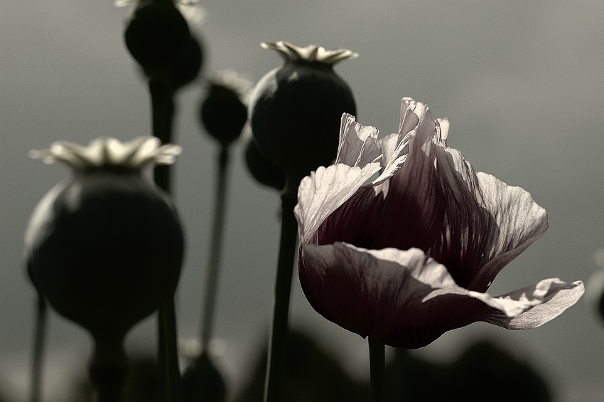 papaver somniferum