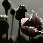 papaver somniferum