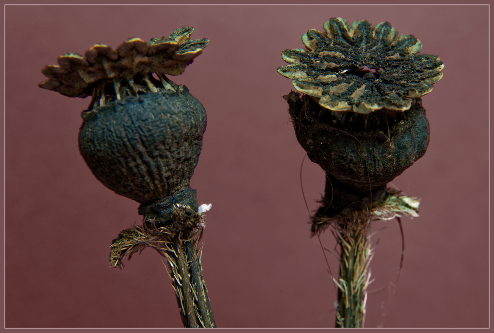 Papaver somniferum