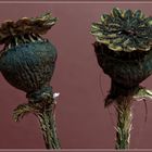 Papaver somniferum