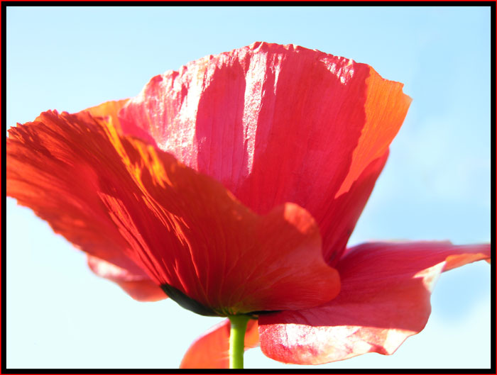 Papaver somniferum