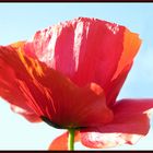 Papaver somniferum