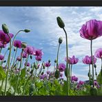 Papaver somniferum