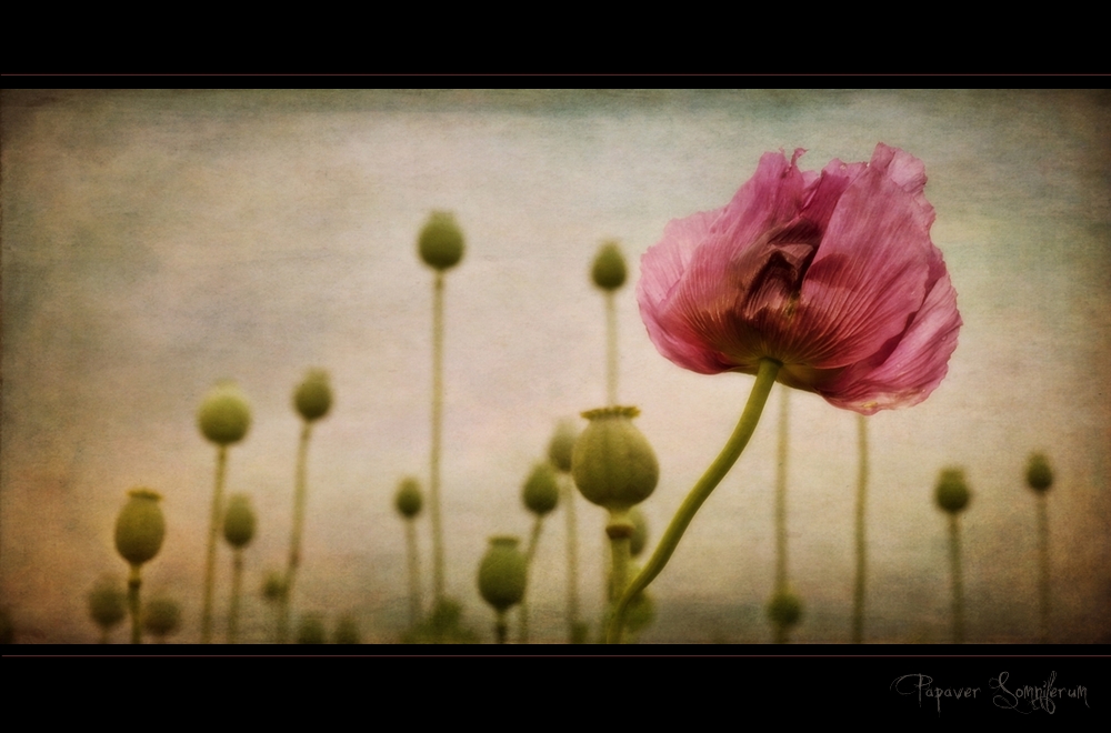 Papaver Somniferum