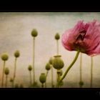 Papaver Somniferum