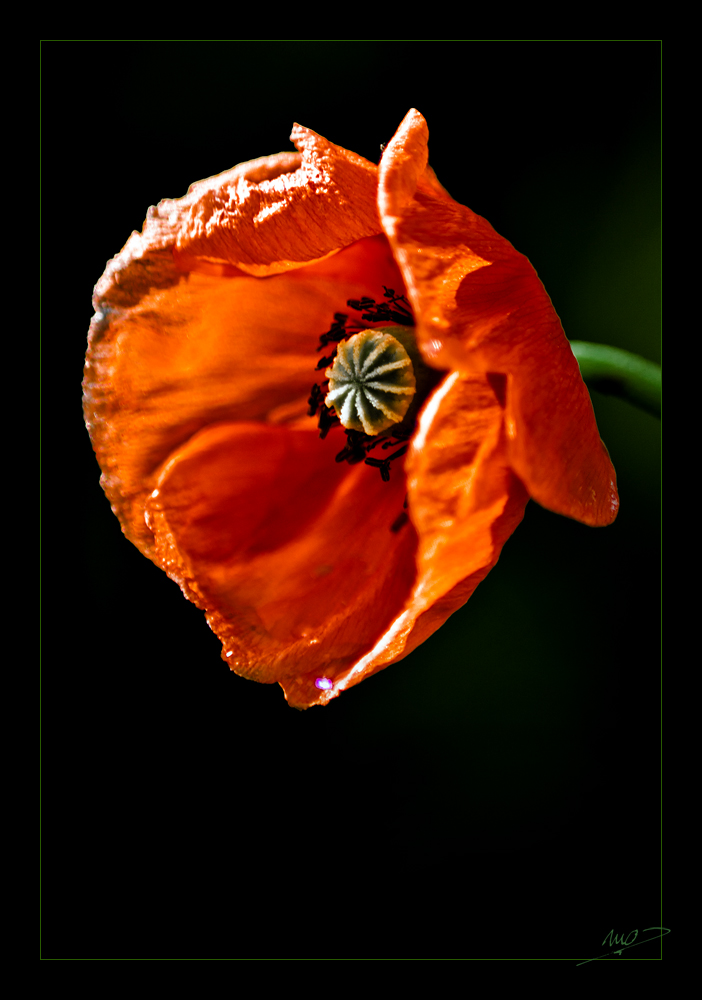 [...Papaver somniferum...]