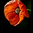 [...Papaver somniferum...]