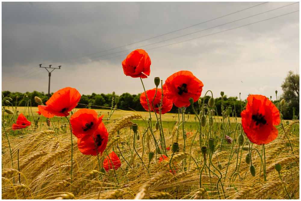 Papaver somniferum