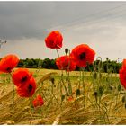 Papaver somniferum