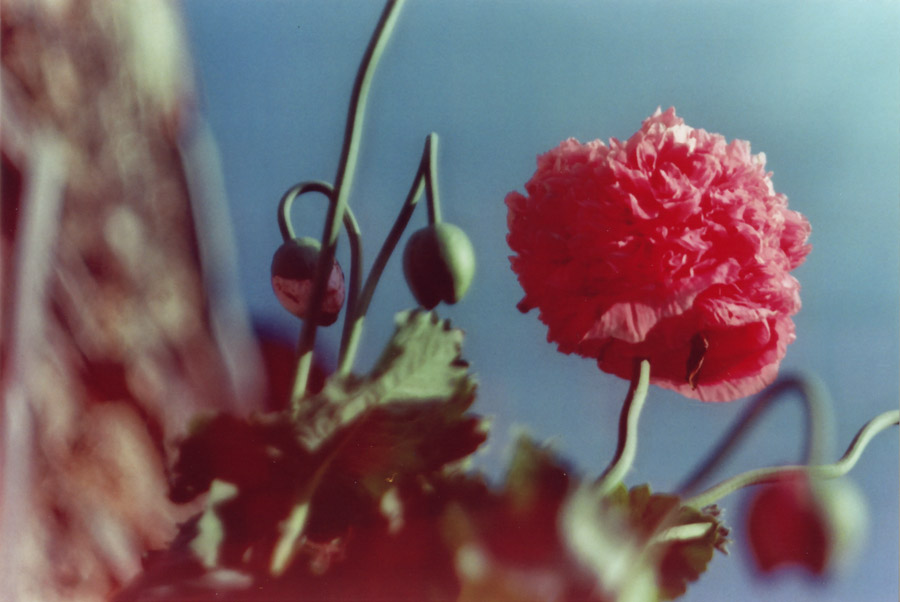 Papaver somniferum