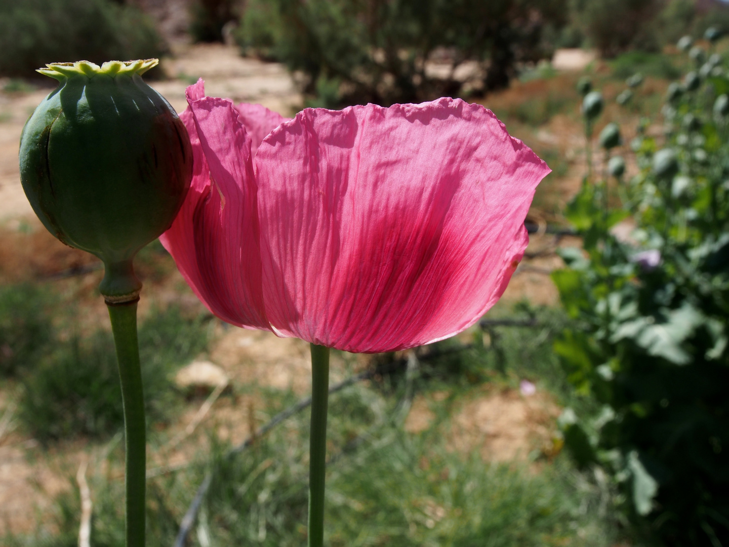 Papaver somniferum I