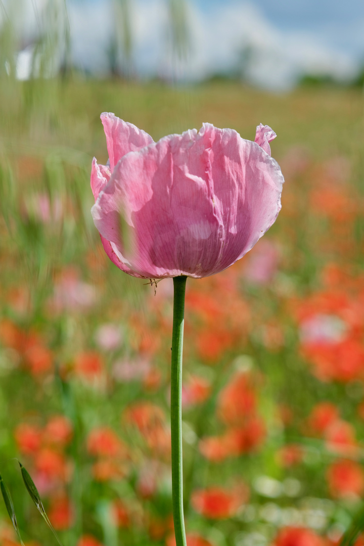 Papaver somniferum (Schlafmohn)