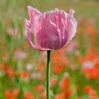 Papaver somniferum (Schlafmohn)