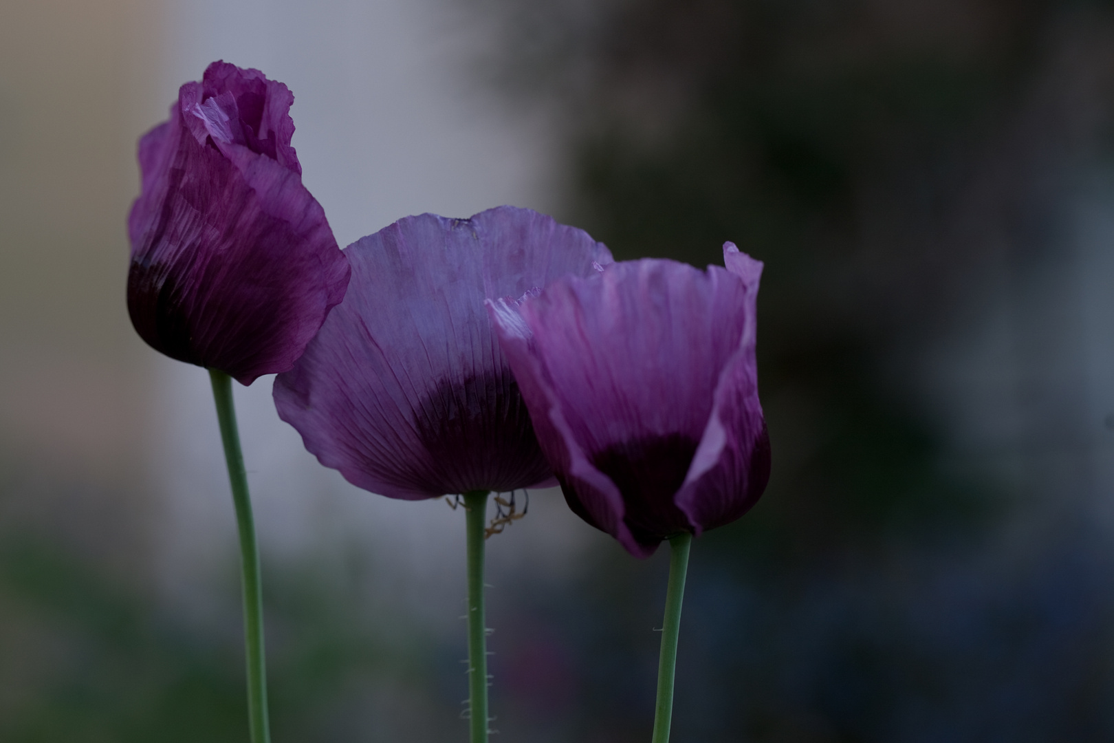 Papaver somniferum – Schlafmohn