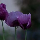 Papaver somniferum – Schlafmohn