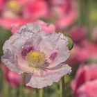 papaver somniferum (Schlafmohn)