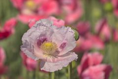 papaver somniferum (Schlafmohn)