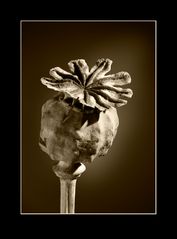 Papaver sp. (2)