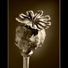 Papaver sp. (2)