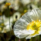 Papaver tatricum