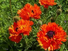 Papaver - türkischer Mohn