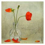 Papaver varius ....