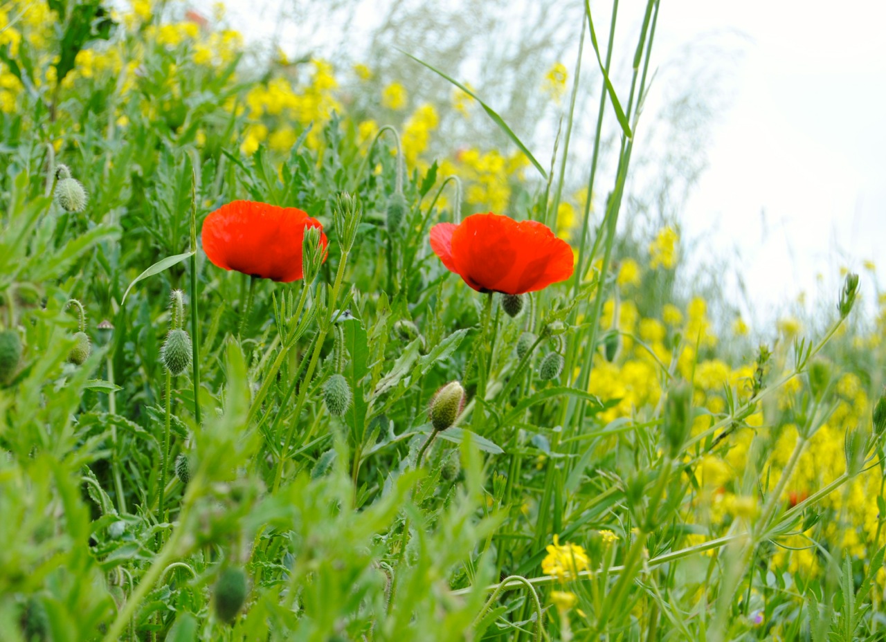 Papaver1!