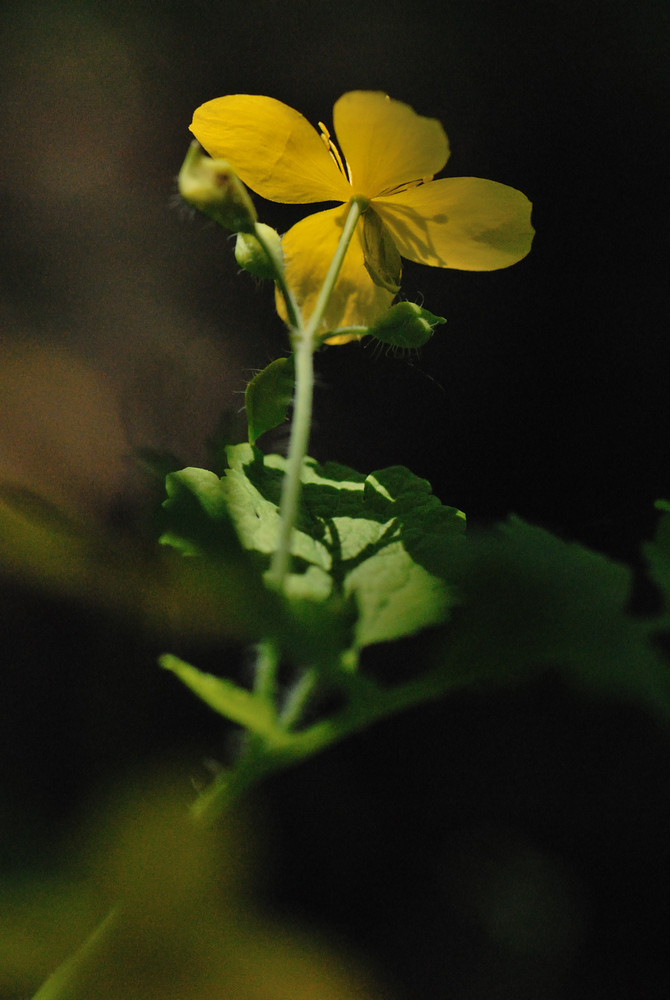 Papaveracea - Chelidonium majus