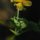 Papaveracea - Chelidonium majus