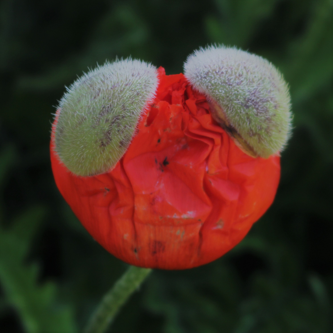 Papaveraceae Foto & Bild spezial, rot, sommer Bilder auf