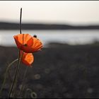 Papaveraceae Bottropalis Haldensis Haniel..