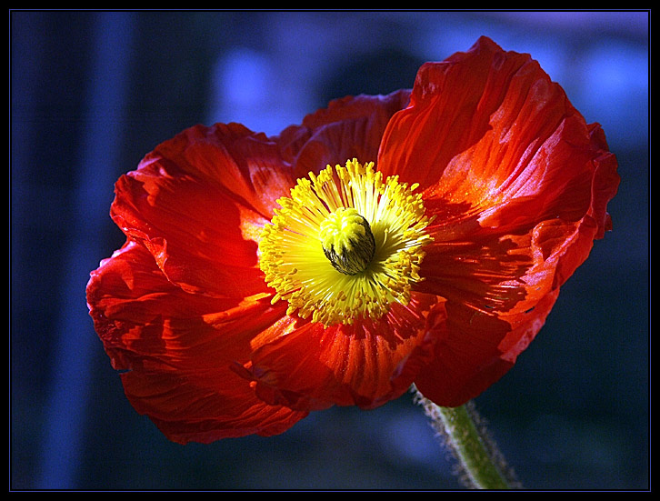 Papaveraceae (Mohngewächs).