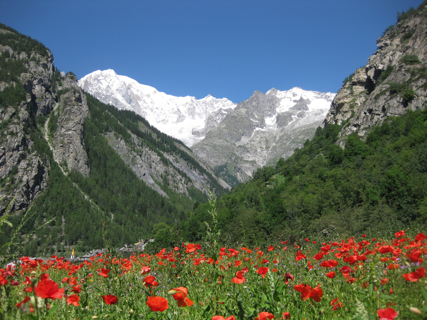 papaveri a Courmayeur