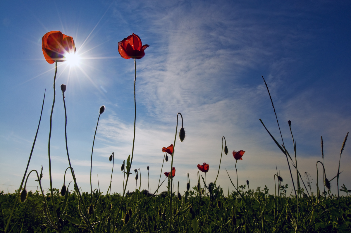 Papaveri al sole