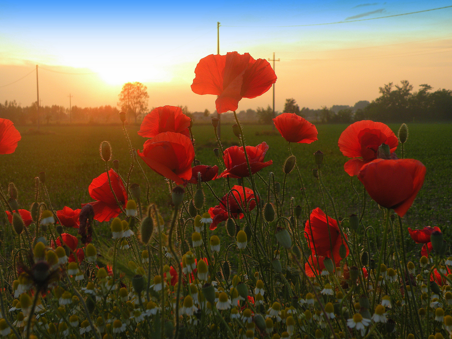 Papaveri al tramonto...