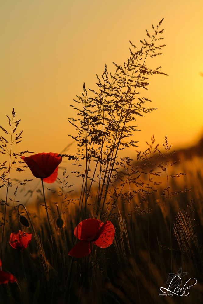 Papaveri al tramonto