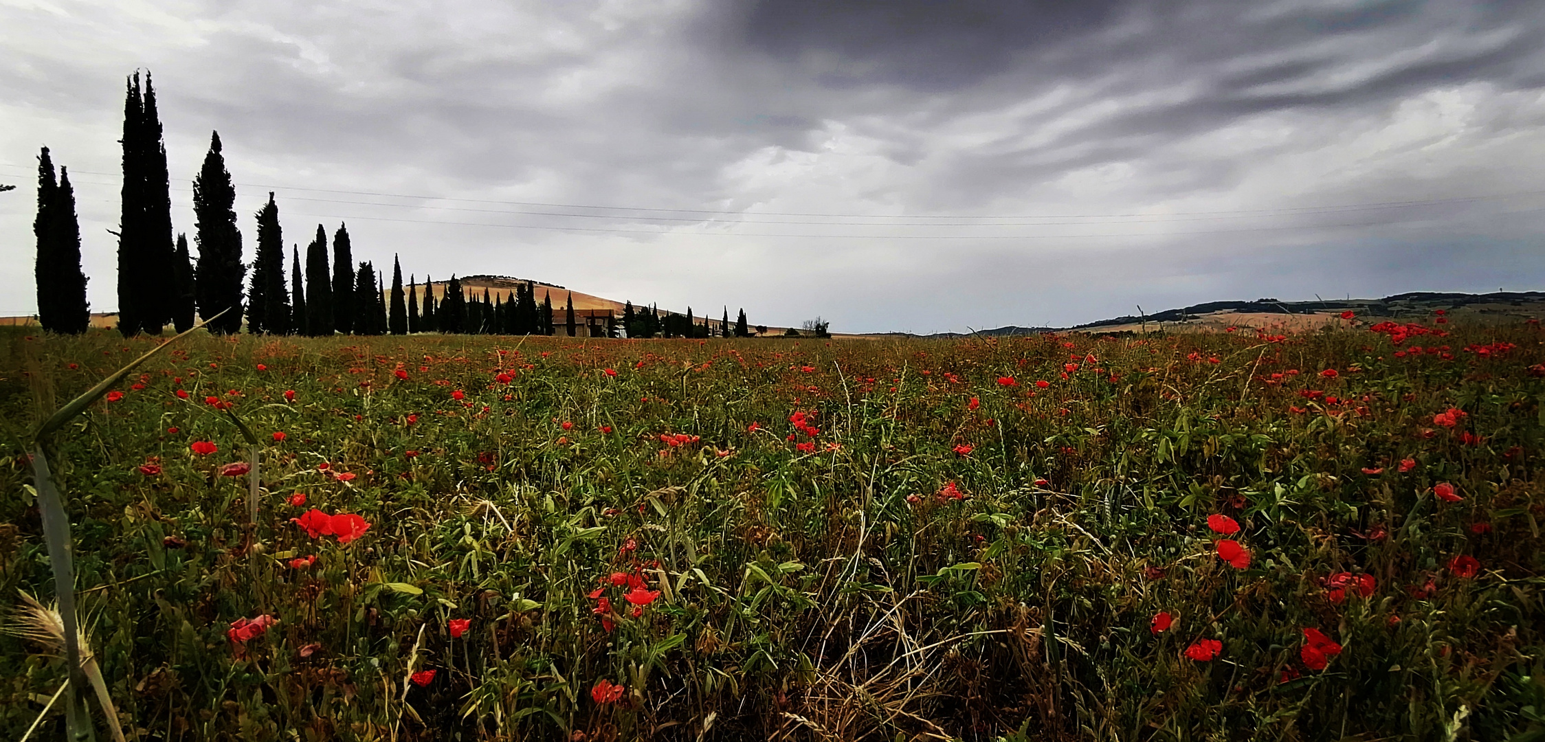 Papaveri & Cipressi      