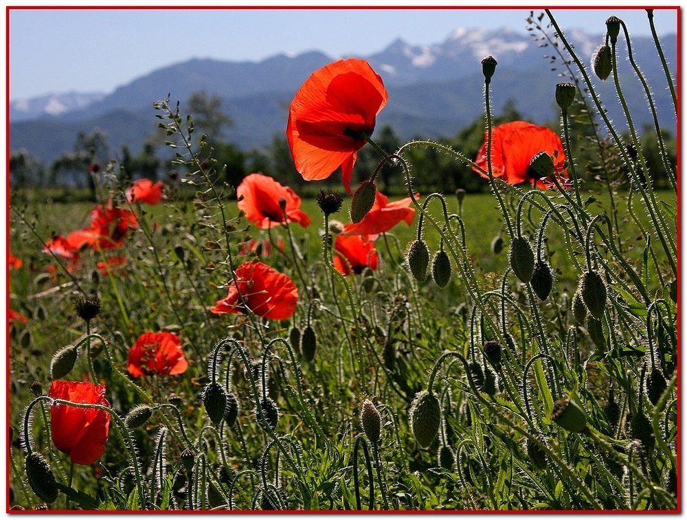 Papaveri con......Monviso!