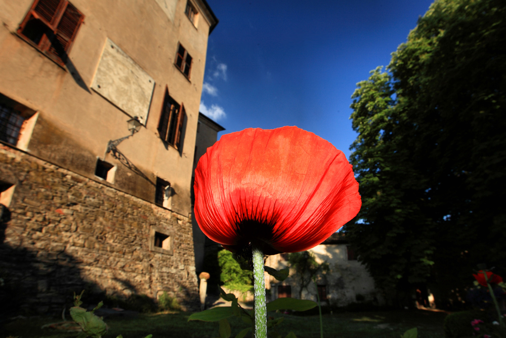 papaveri e castelli