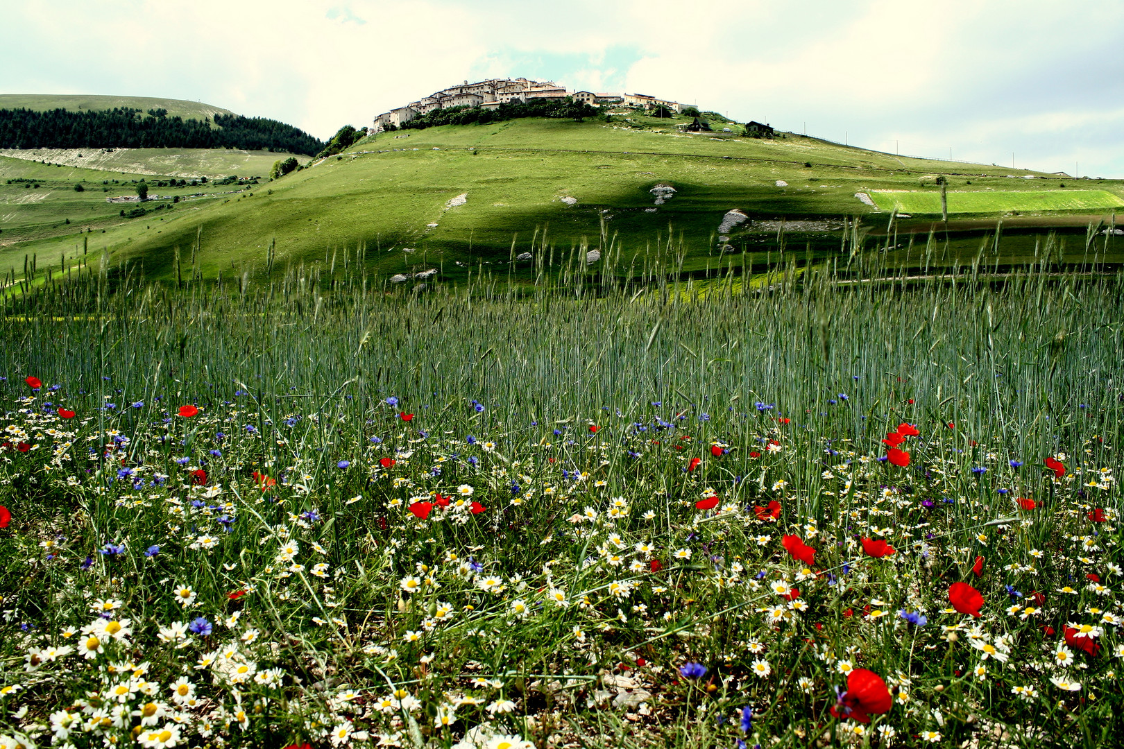 Papaveri e Castelluccio.