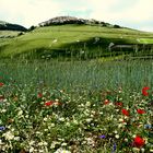 Papaveri e Castelluccio.