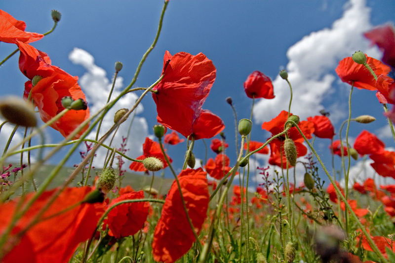 Papaveri e cielo......