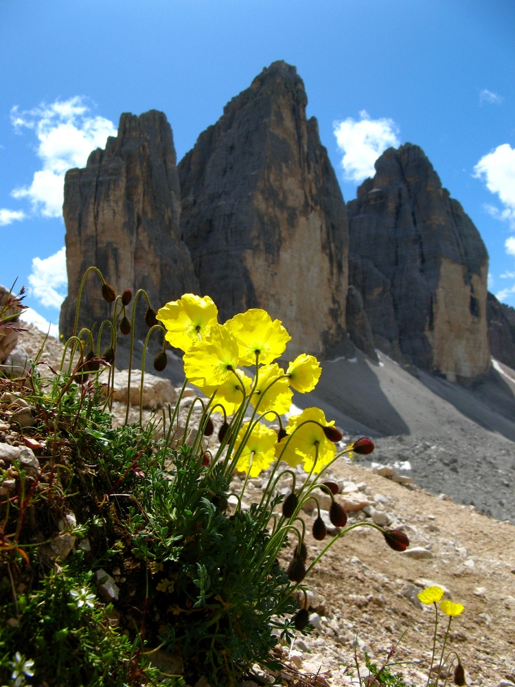 PAPAVERI E CIME