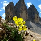 PAPAVERI E CIME